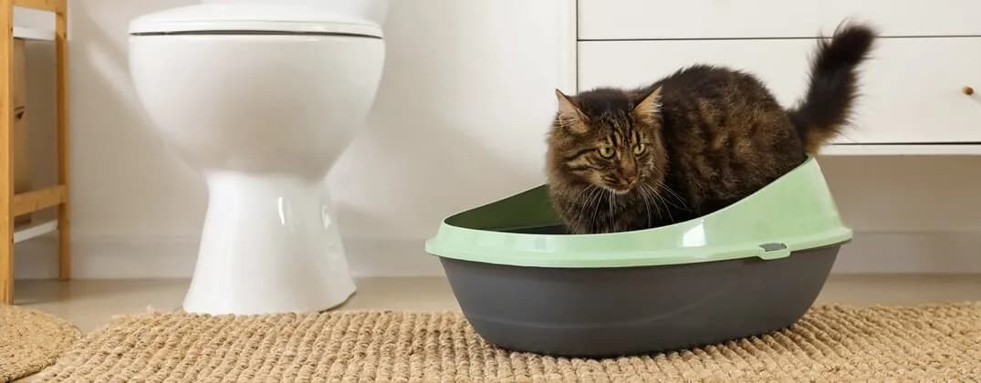 Jak oduczyć kota sikania na kanapę i uniknąć problemów behawioralnych